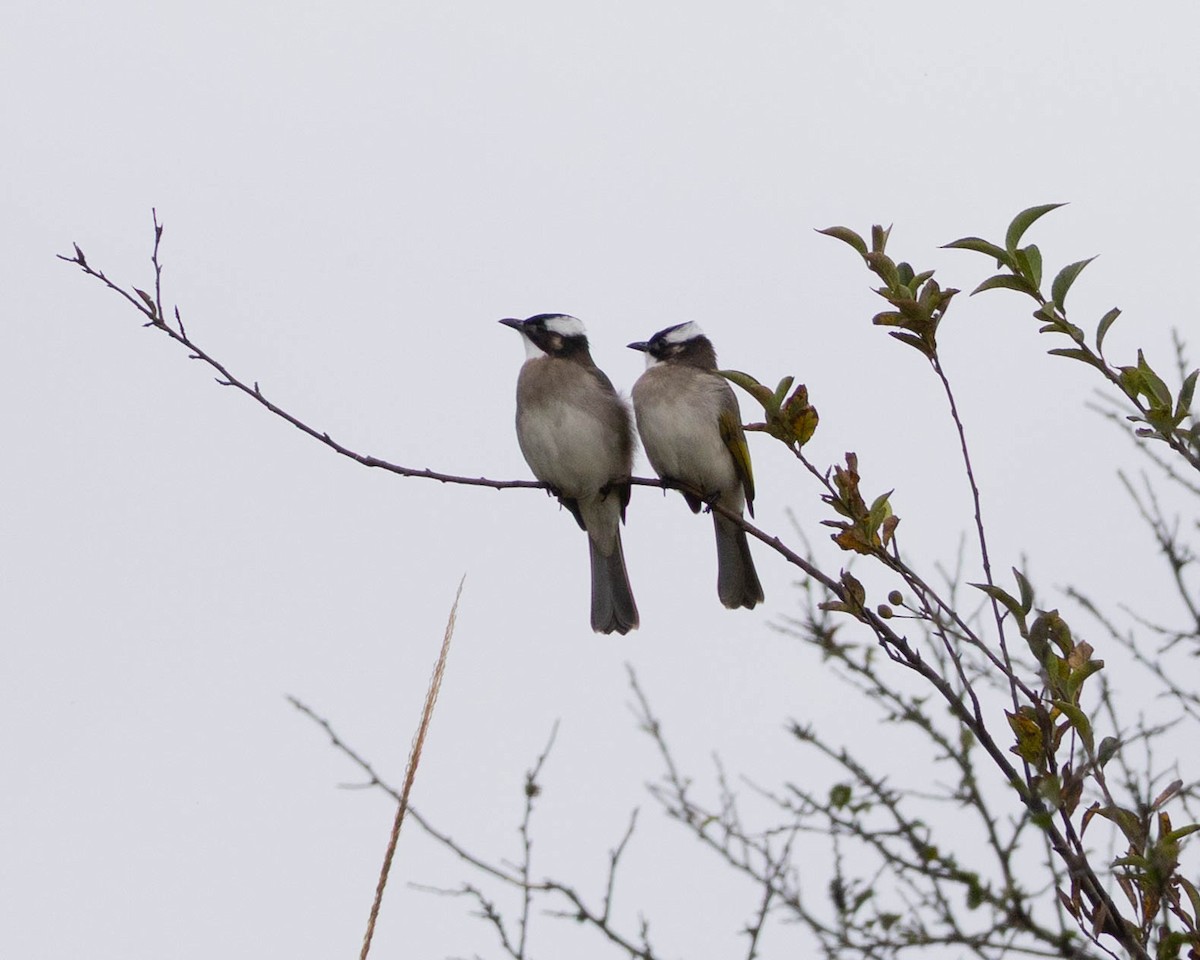 白頭翁 - ML646335609