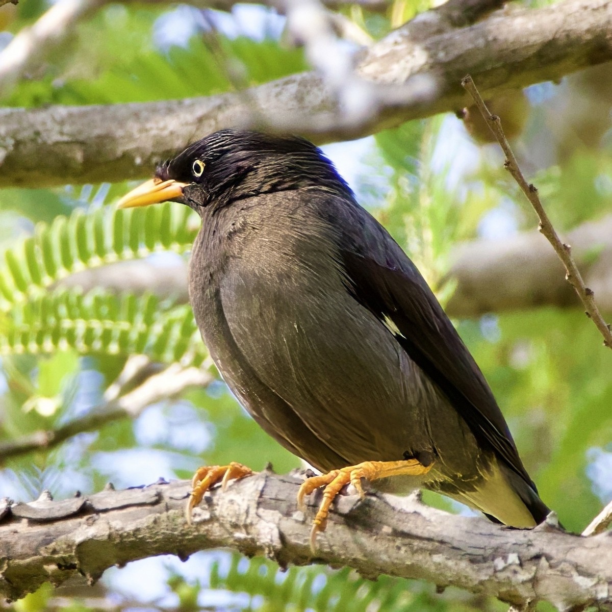 白尾八哥 - ML646335610