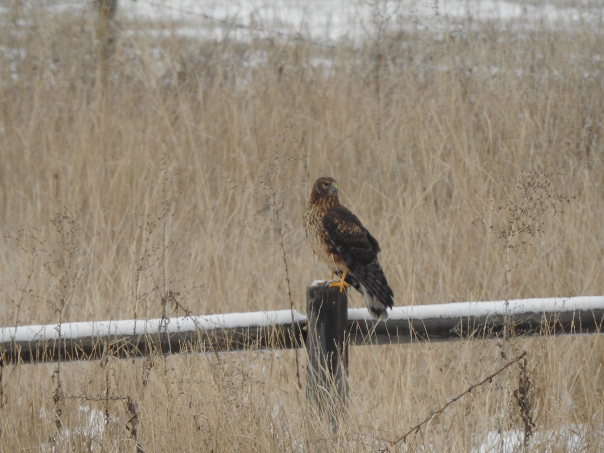 Northern Harrier - ML646335611