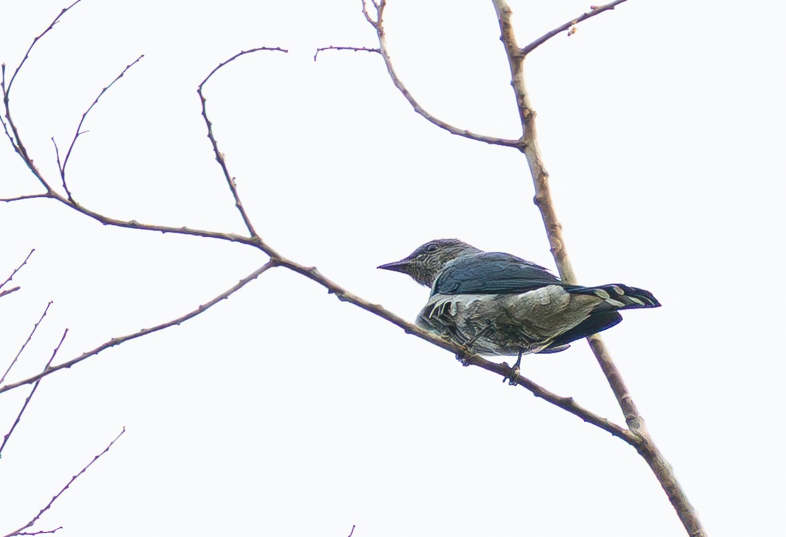 Black-winged Cuckooshrike - ML646335613