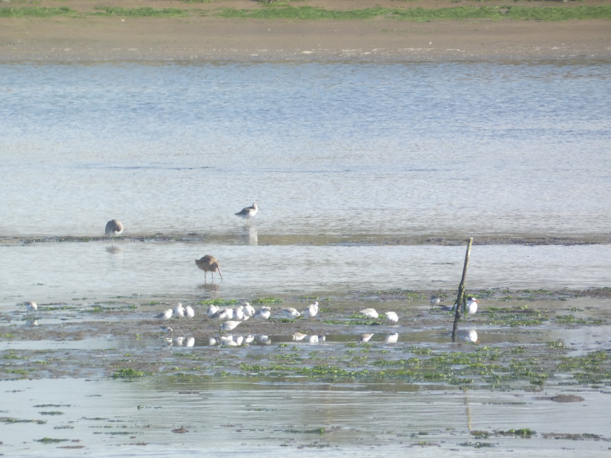 Крячок елегантний - ML646335614