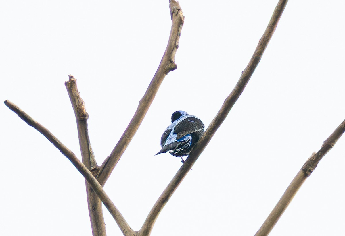 Asian Fairy-bluebird - ML646335619