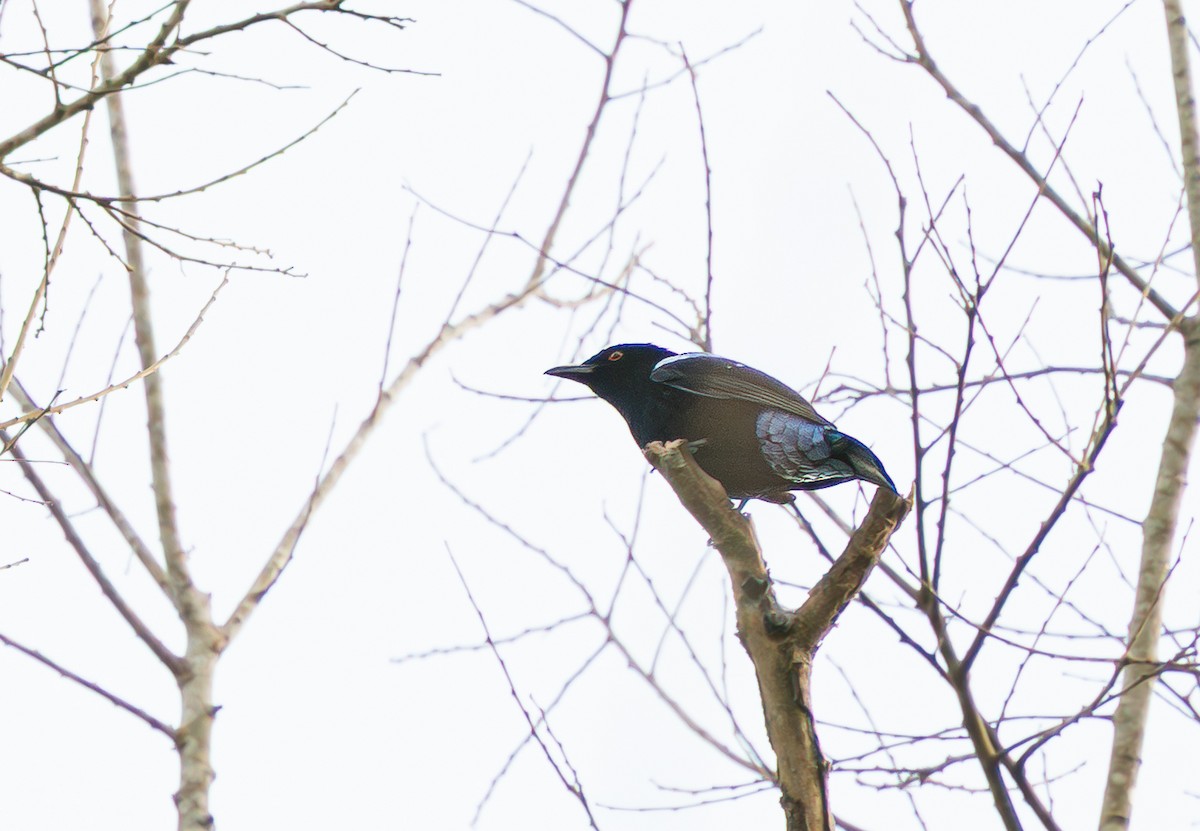 Asian Fairy-bluebird - ML646335620
