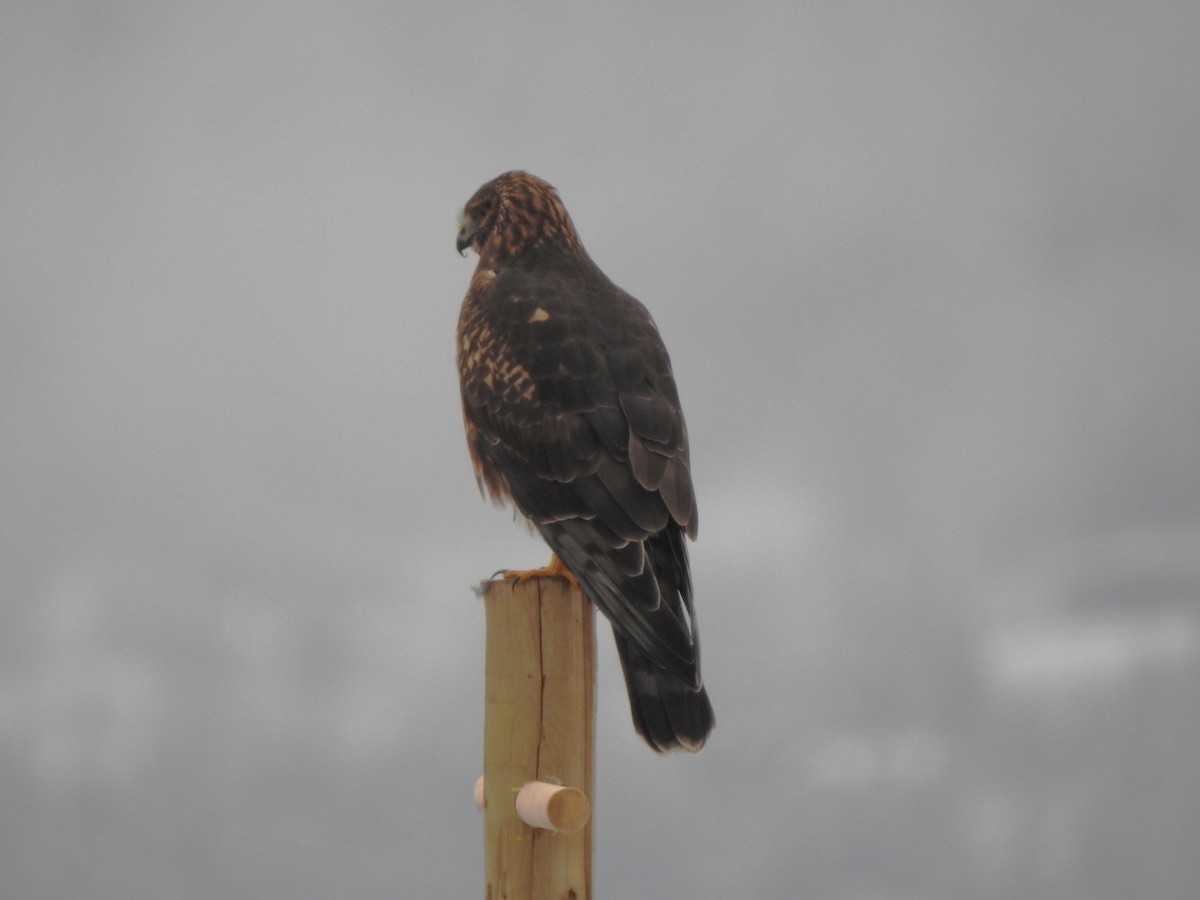 Northern Harrier - ML646335623