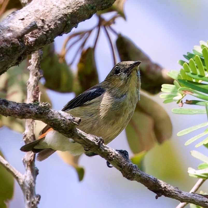 Scarlet-headed Flowerpecker - ML646335624