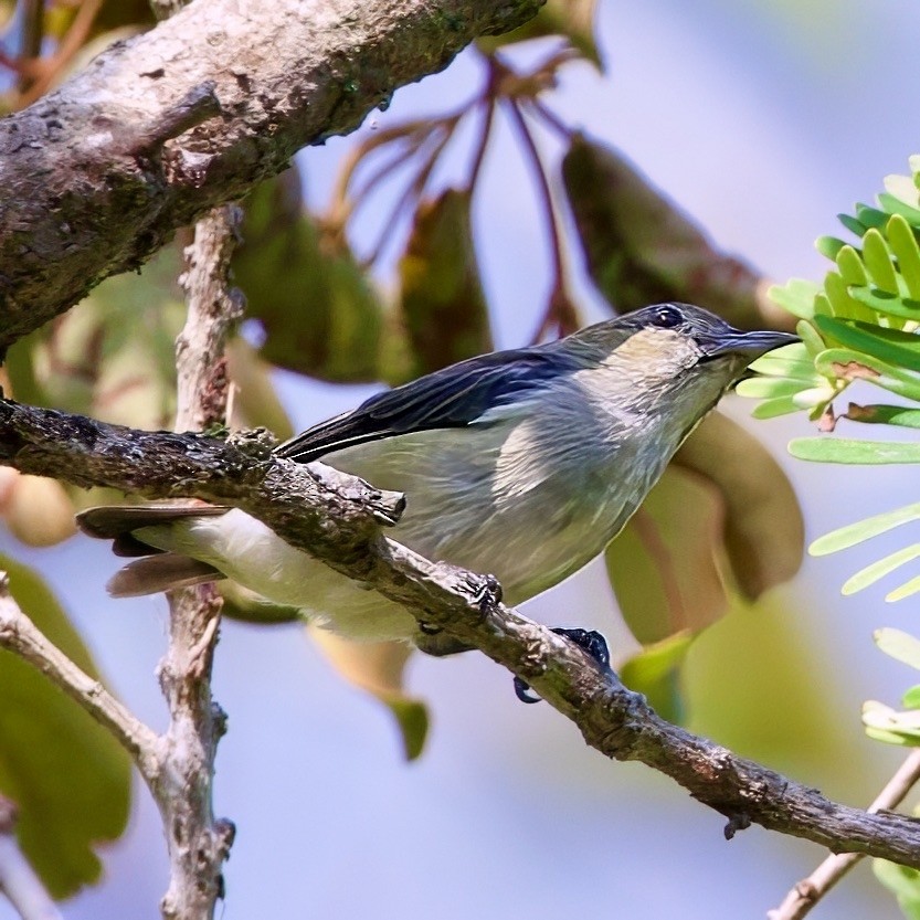 Квіткоїд вогнистоголовий - ML646335625
