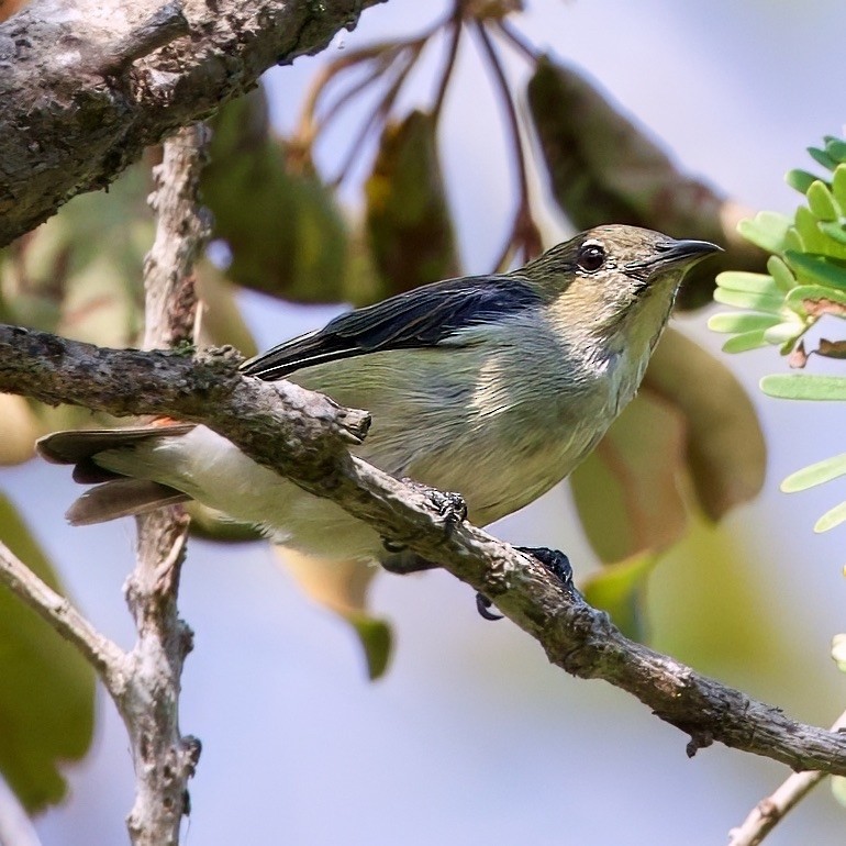 Scarlet-headed Flowerpecker - ML646335626