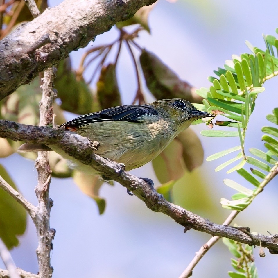 Квіткоїд вогнистоголовий - ML646335627