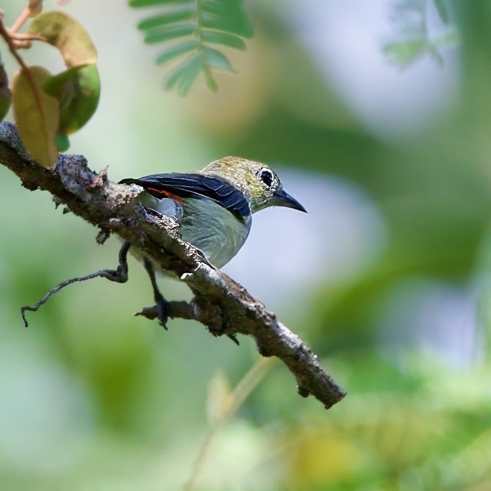 Scarlet-headed Flowerpecker - ML646335628