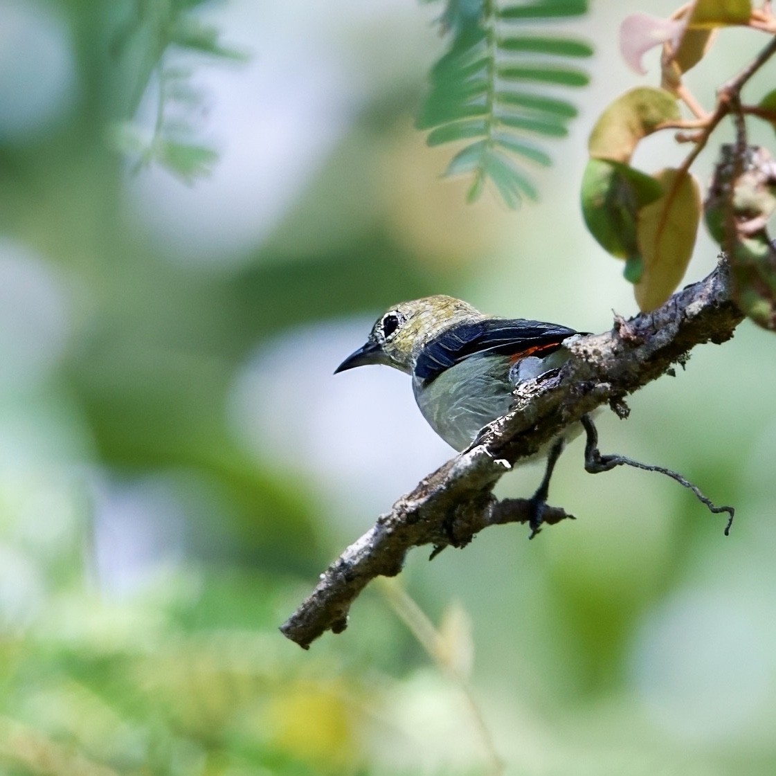 Scarlet-headed Flowerpecker - ML646335629