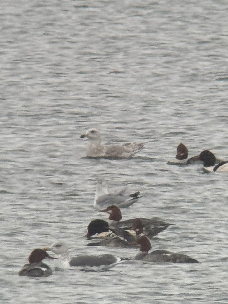 Glaucous-winged Gull - ML646335631