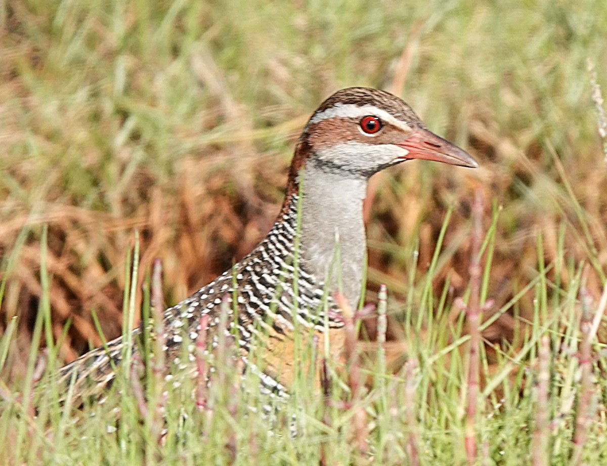 Пастушок смугастий - ML646335632