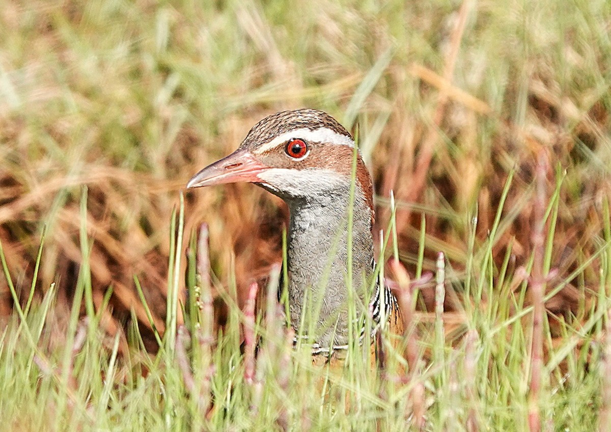 Пастушок смугастий - ML646335635