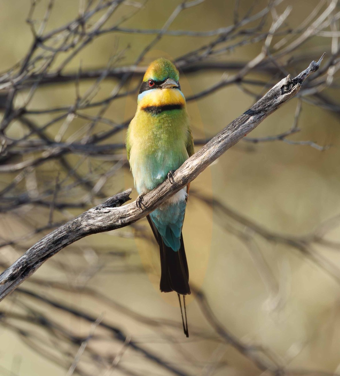 Бджолоїдка райдужна - ML646335637