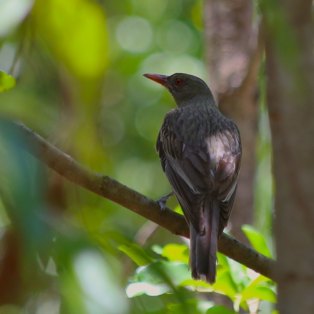 Olive-backed Oriole - ML646335638