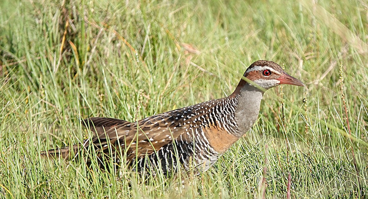 Buff-banded Rail - ML646335640
