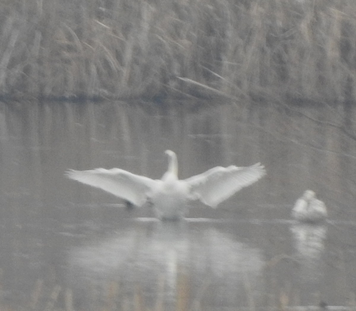 Trumpeter Swan - ML646335641