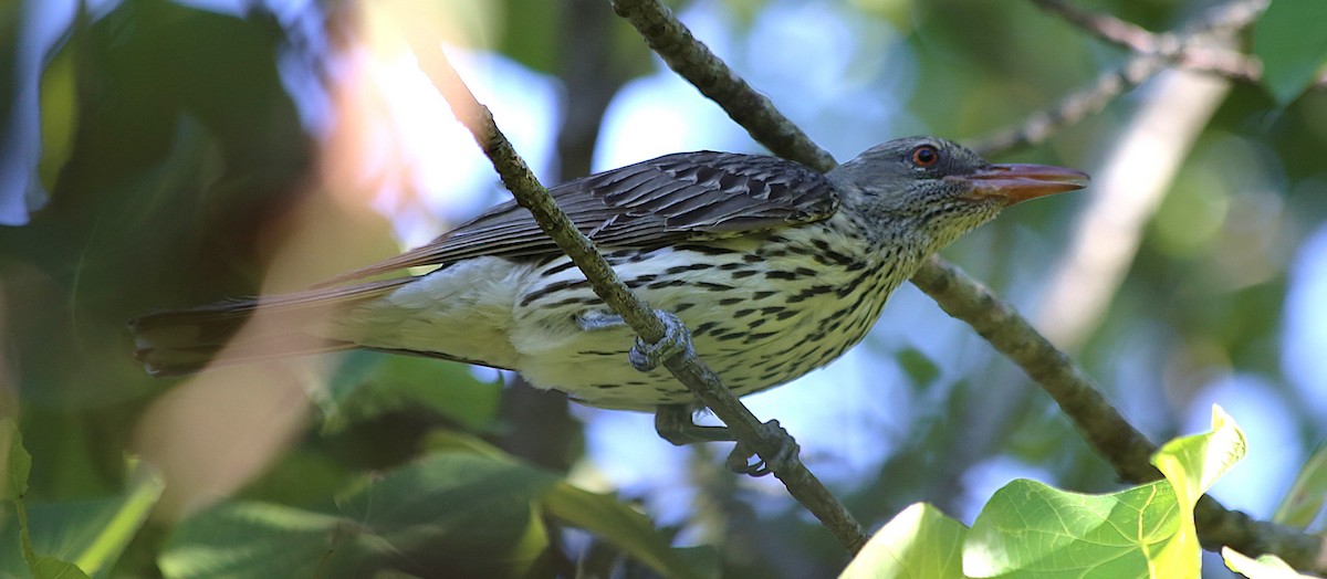Olive-backed Oriole - ML646335645