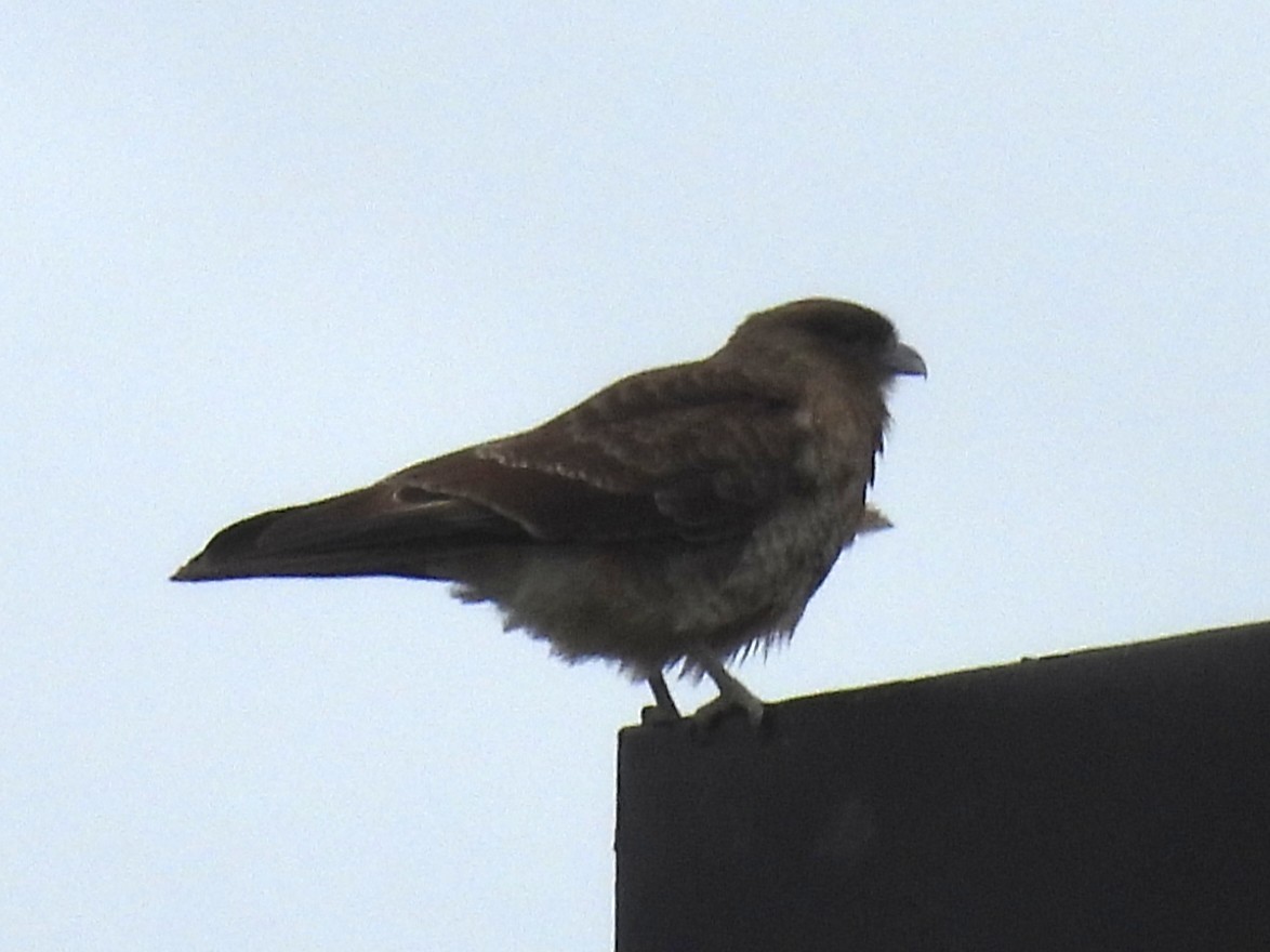 Chimango Caracara - ML646335646