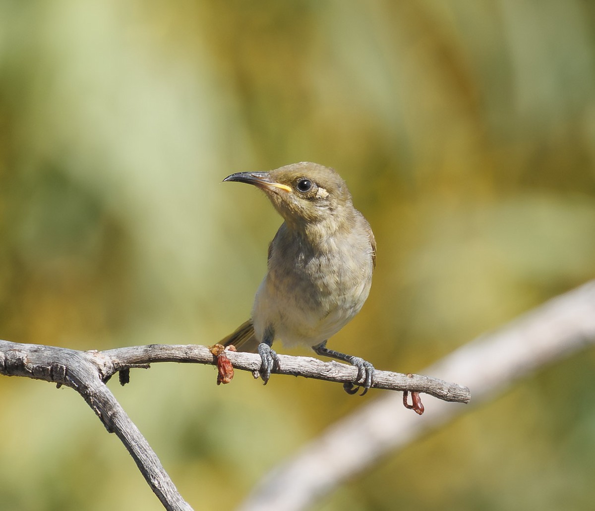 Brown Honeyeater - ML646335647