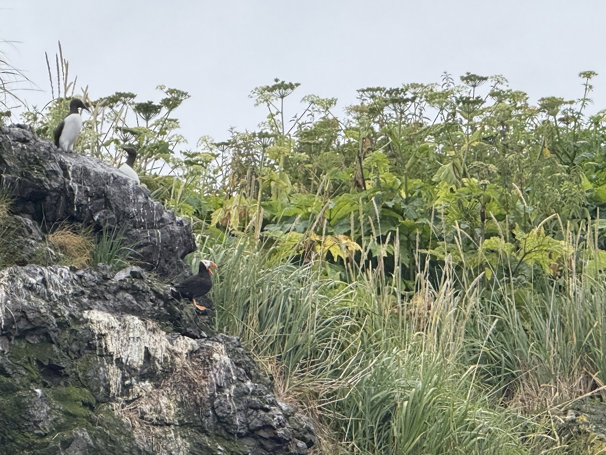 Tufted Puffin - ML646335648