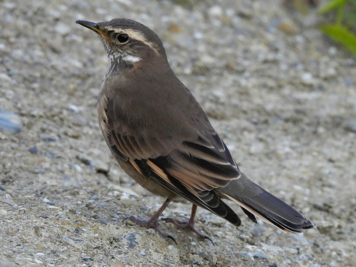 Buff-winged Cinclodes - ML646335649