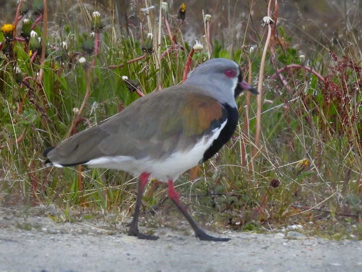 Southern Lapwing - ML646335652