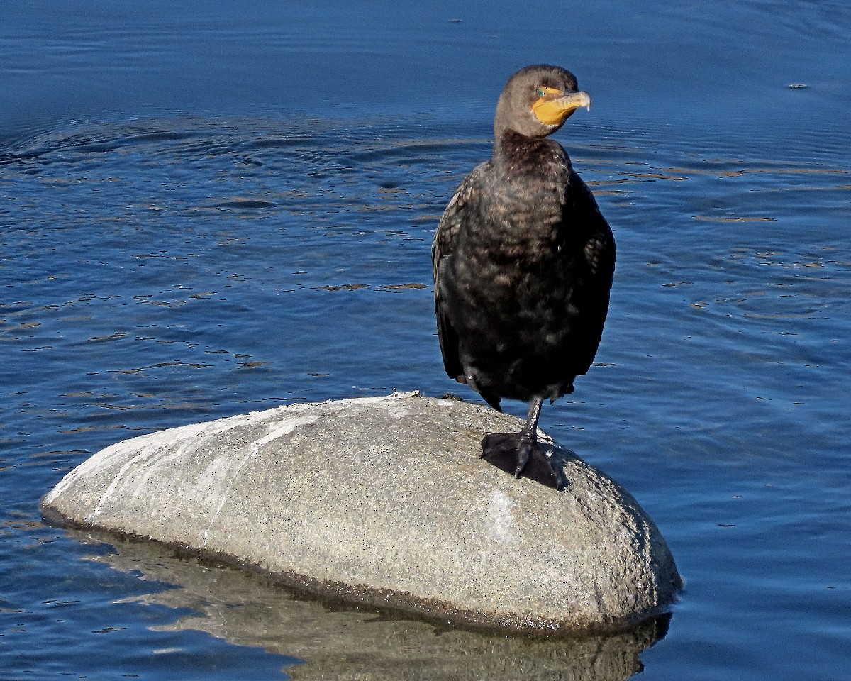 Double-crested Cormorant - ML646335653
