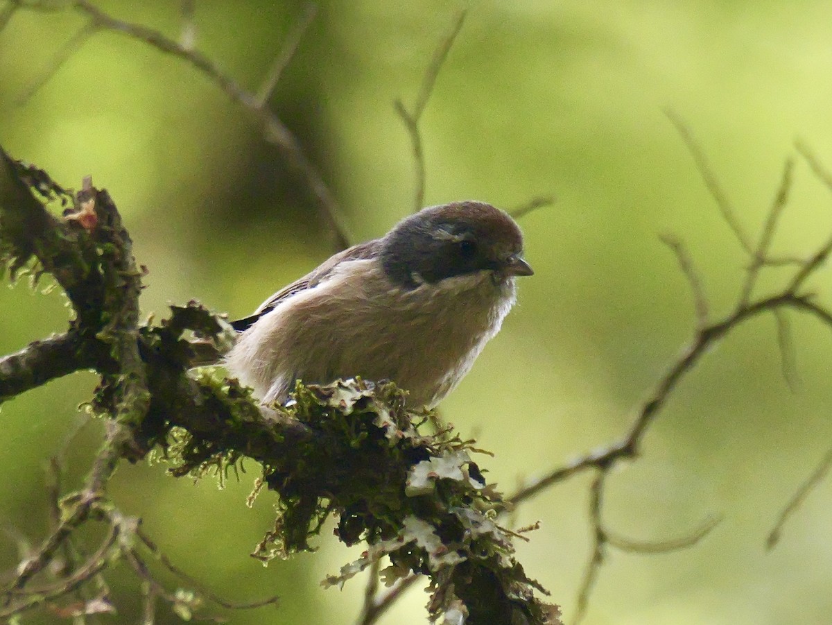 Pipipi - ML646335656