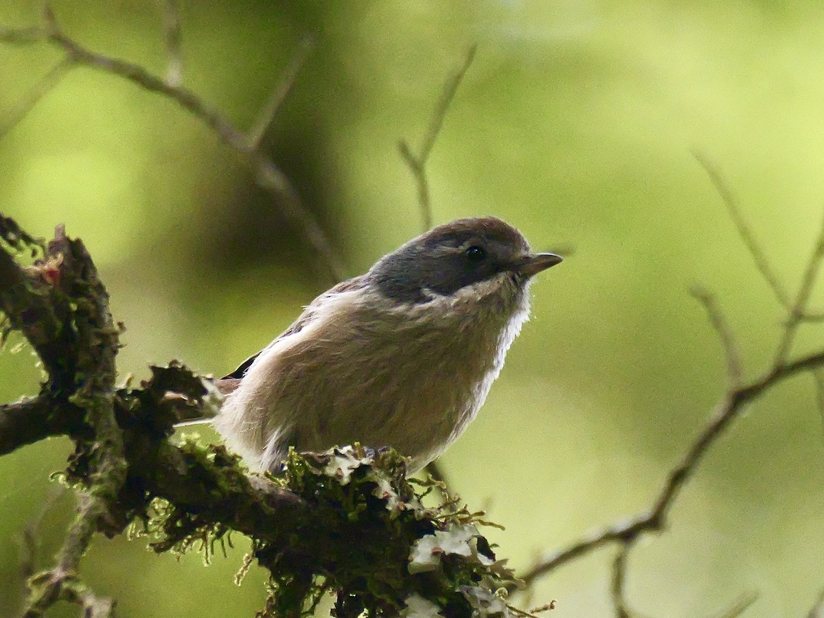 Pipipi - ML646335657