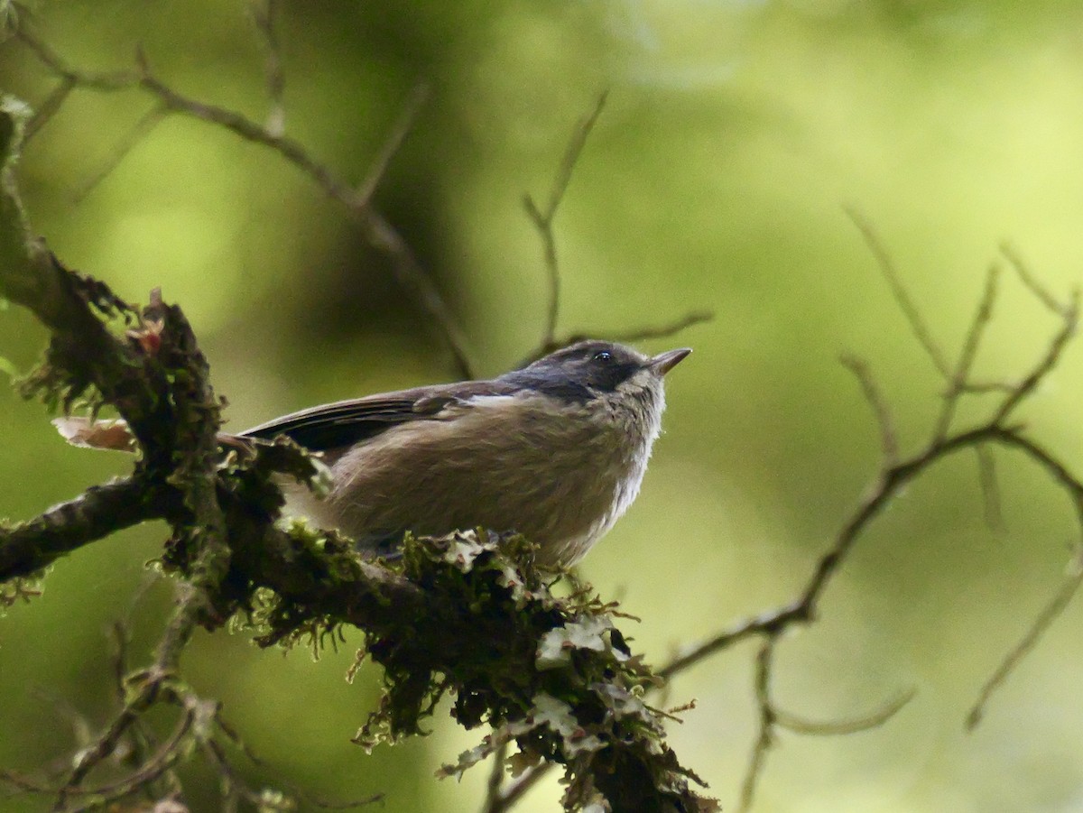 Pipipi - ML646335658