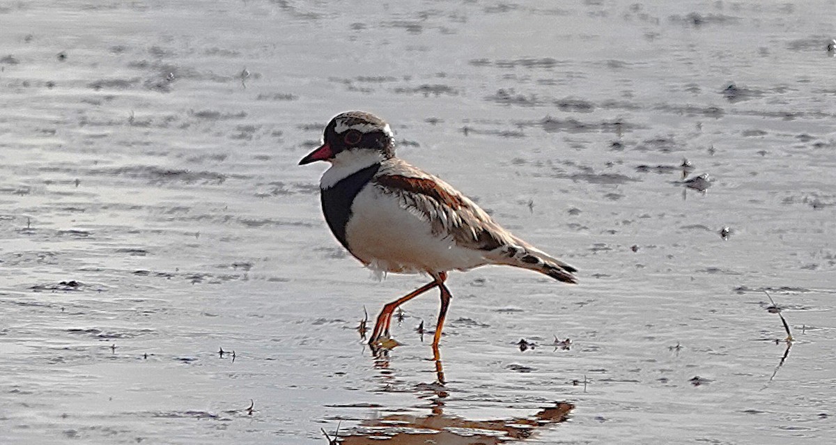 Black-fronted Dotterel - ML646335659