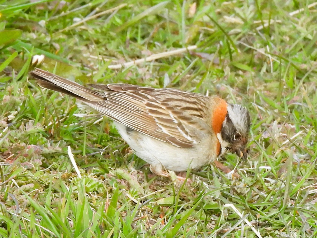 Rufous-collared Sparrow (Patagonian) - ML646335661