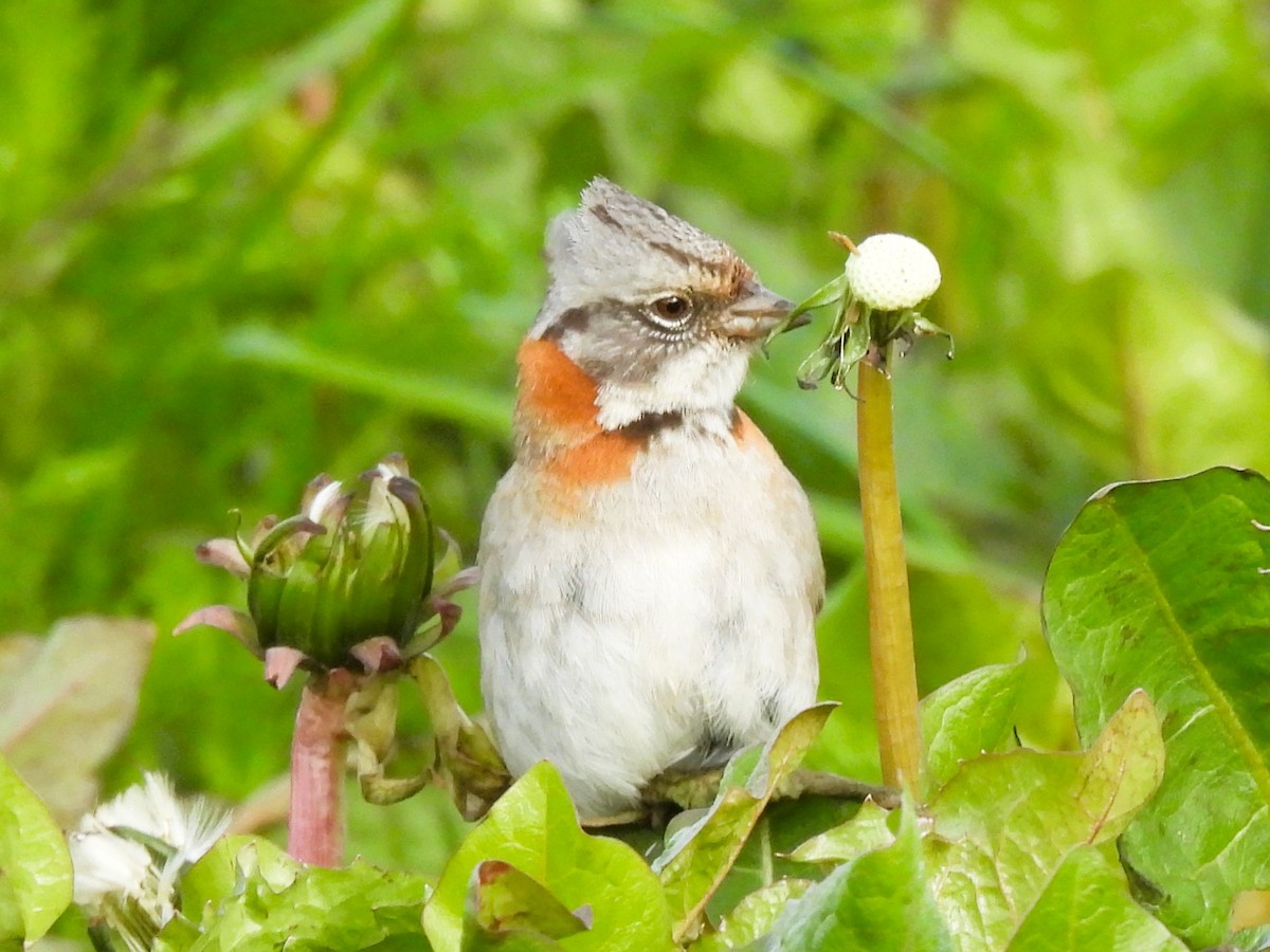 Rufous-collared Sparrow (Patagonian) - ML646335662