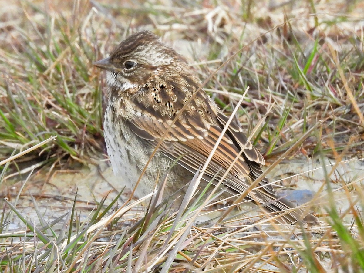 Rufous-collared Sparrow (Patagonian) - ML646335663