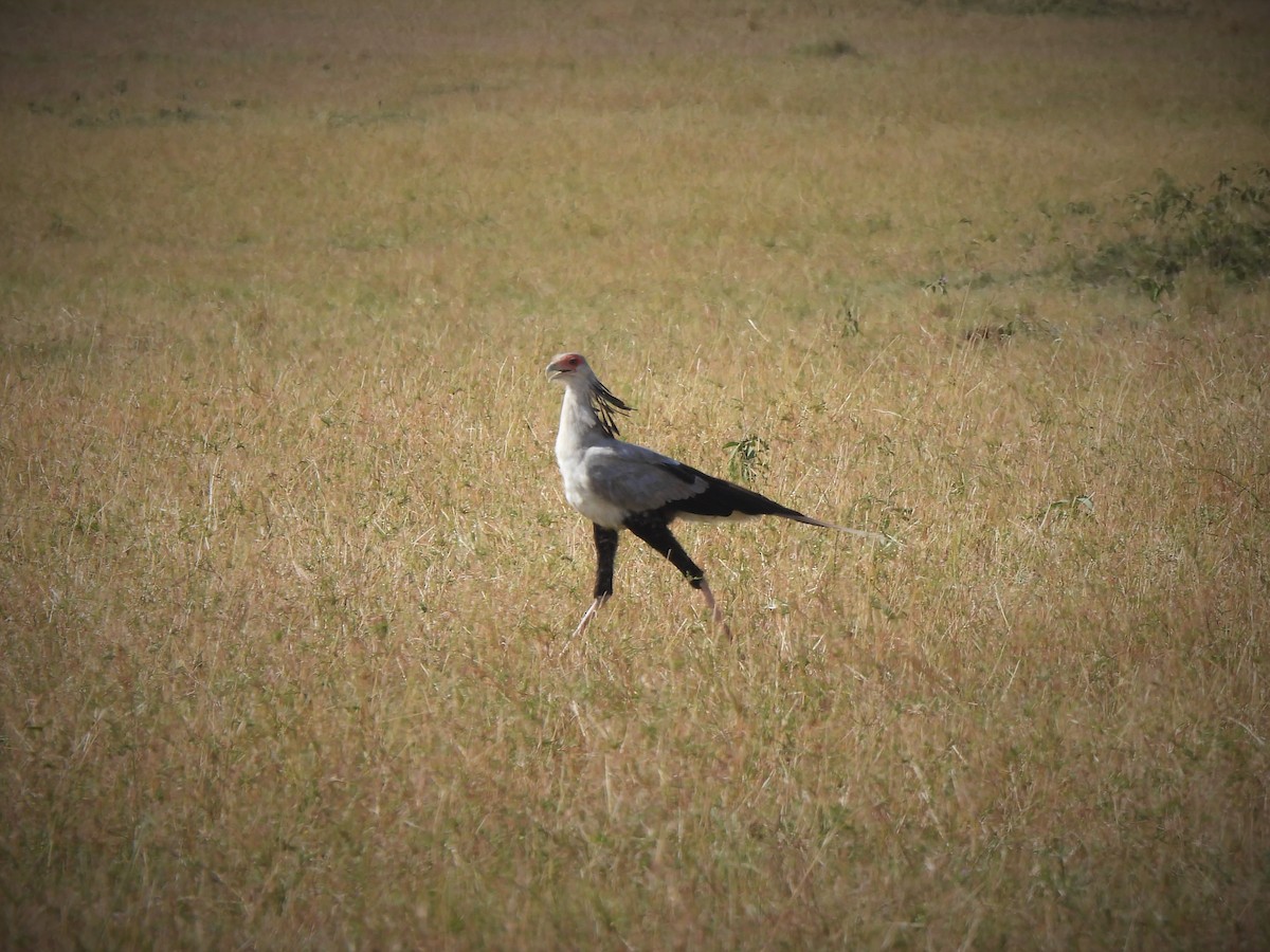 Secretarybird - ML646335664