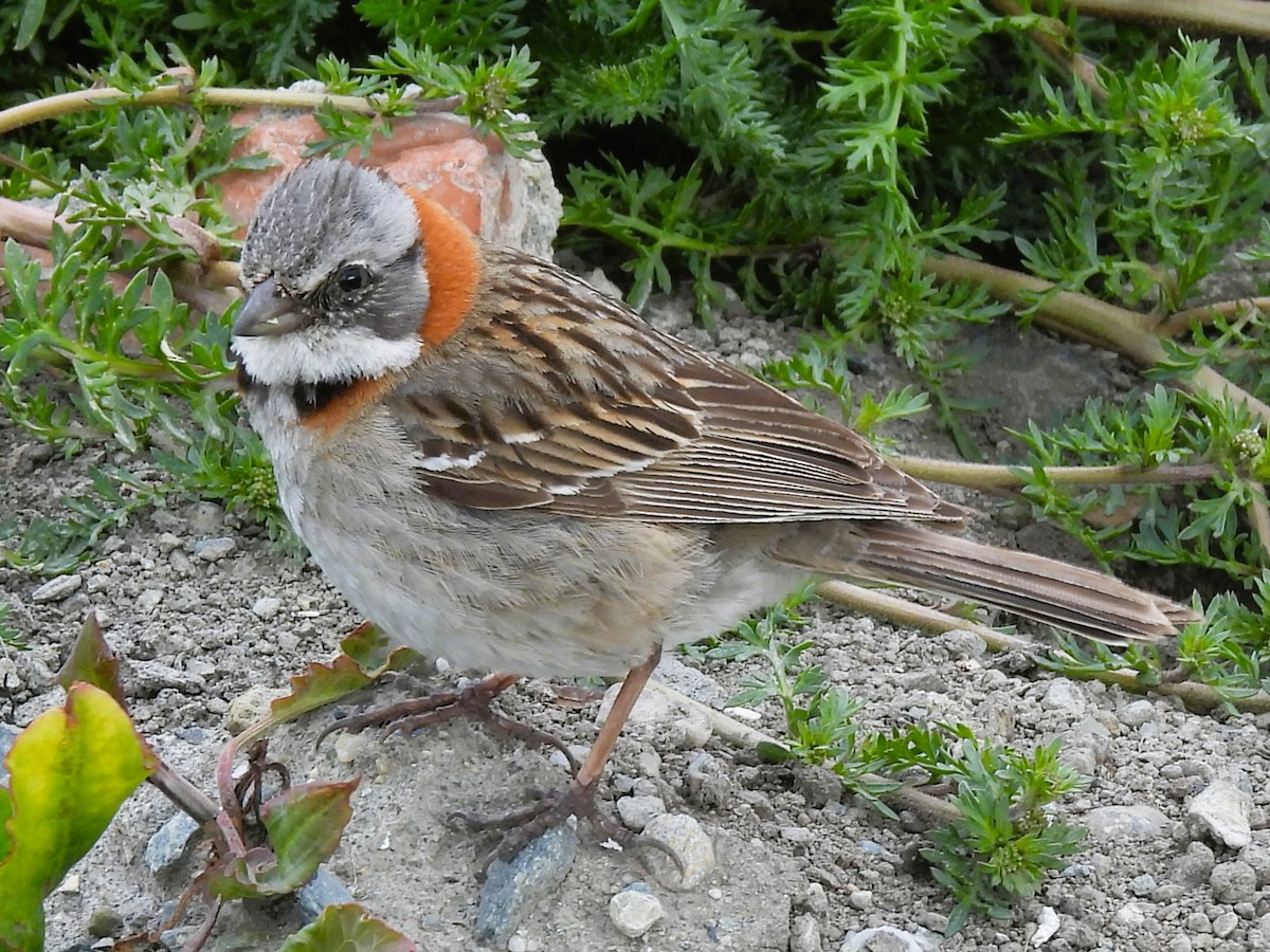 Rufous-collared Sparrow (Patagonian) - ML646335666
