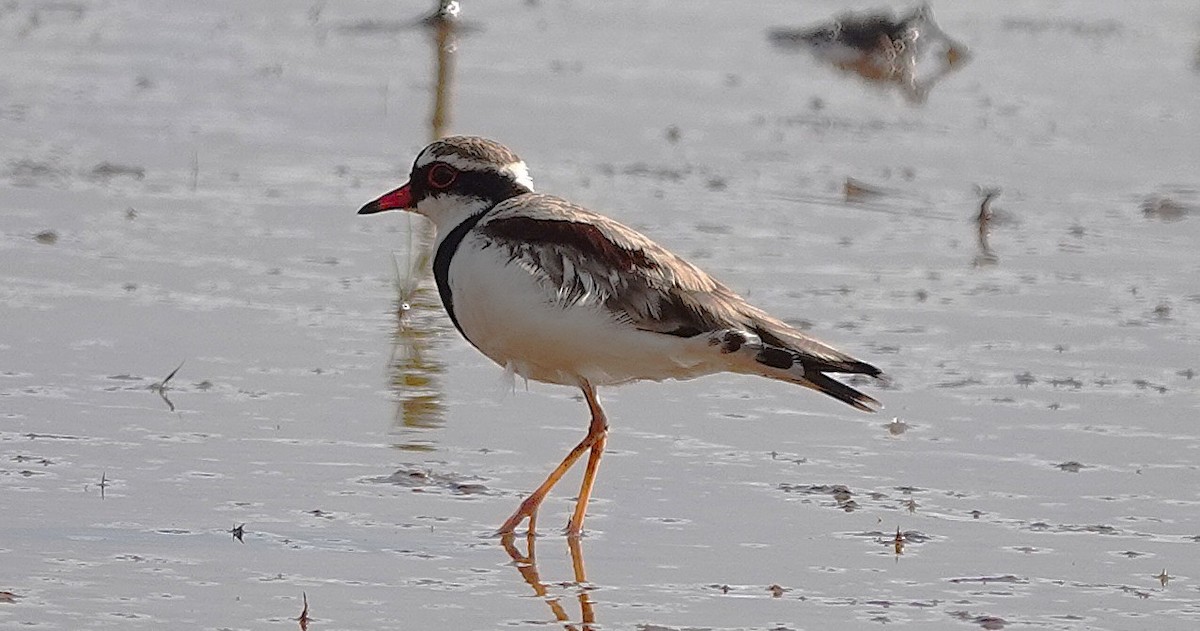 Black-fronted Dotterel - ML646335669