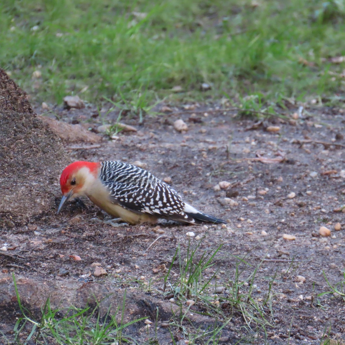 Red-bellied Woodpecker - ML646335670