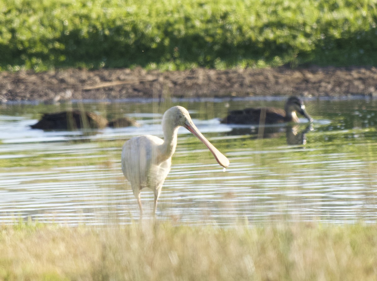 kolpík žlutozobý - ML646335673