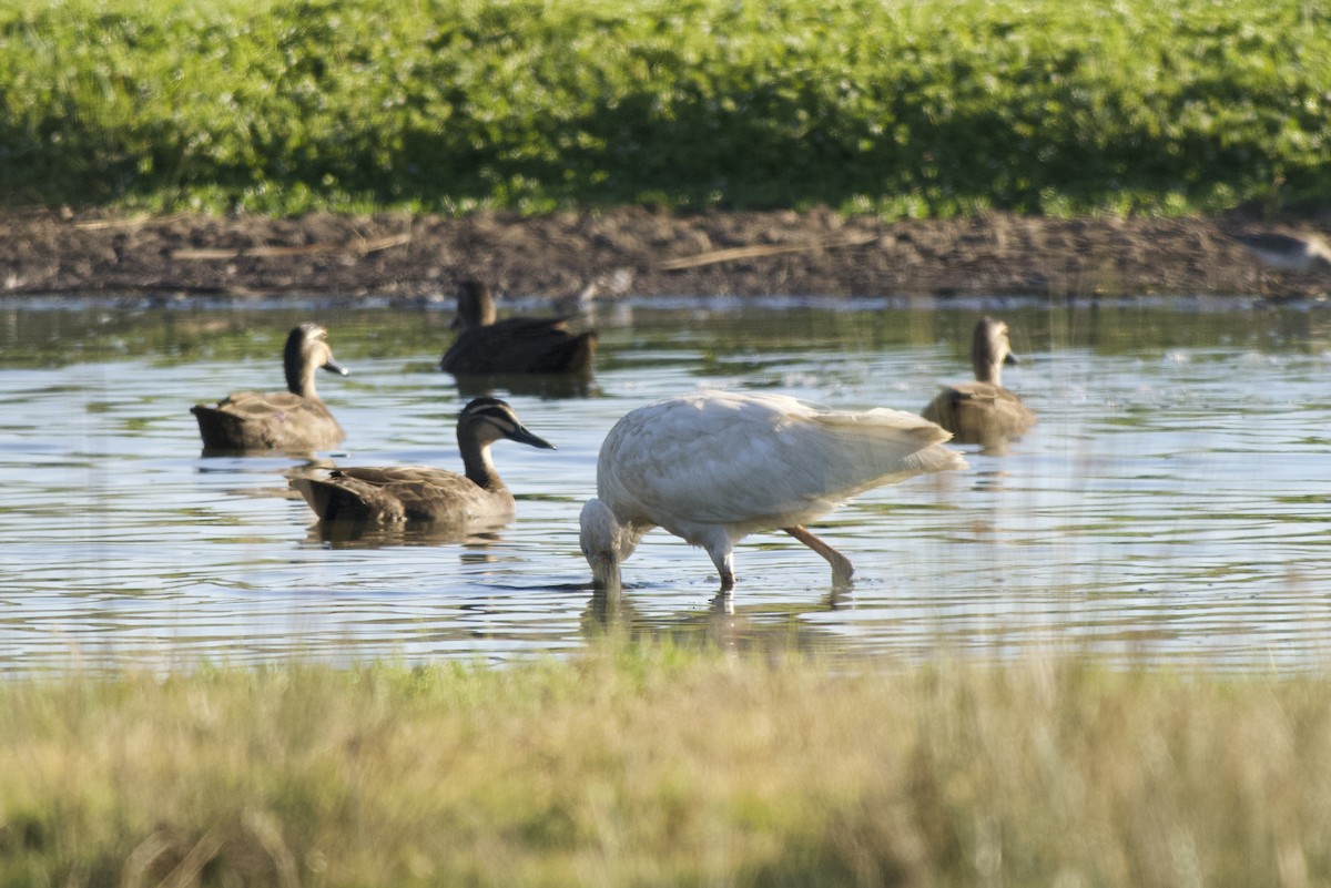 kolpík žlutozobý - ML646335674