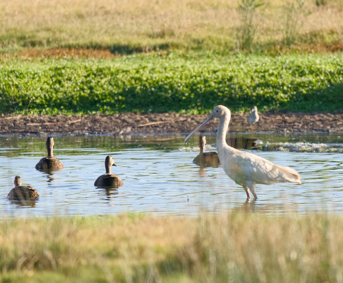 kolpík žlutozobý - ML646335675