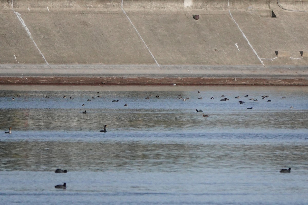 Ruddy Duck - ML646335677