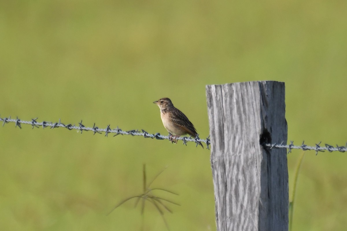 Singing Bushlark - ML646335679