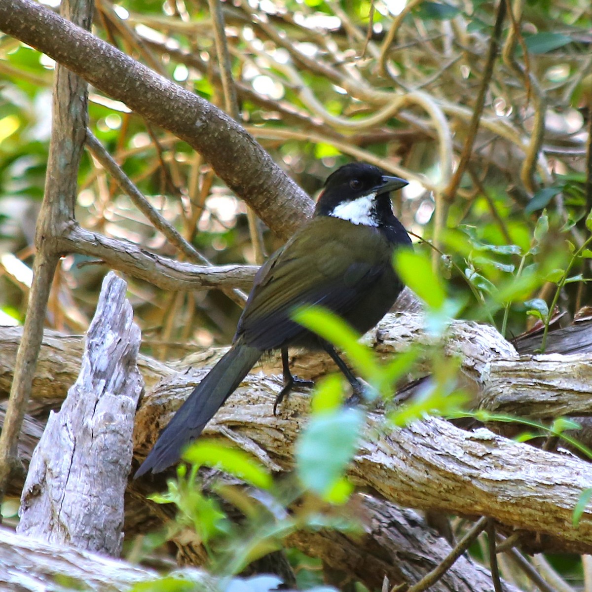 Eastern Whipbird - ML646335683