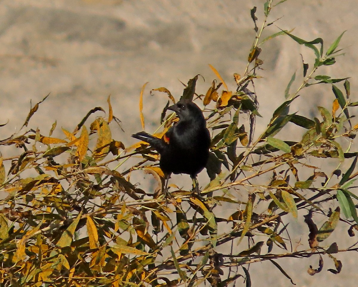 Red-winged Blackbird - ML646335685