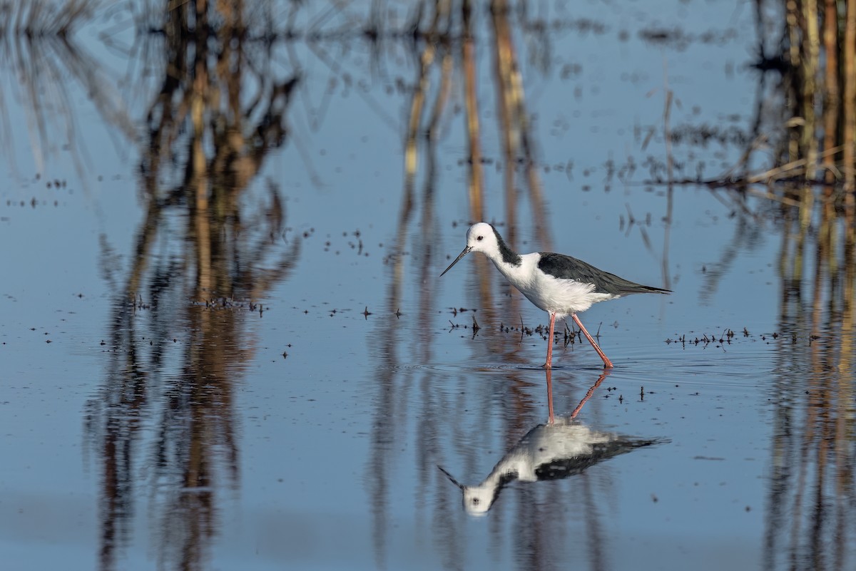 Pied Stilt - ML646335689