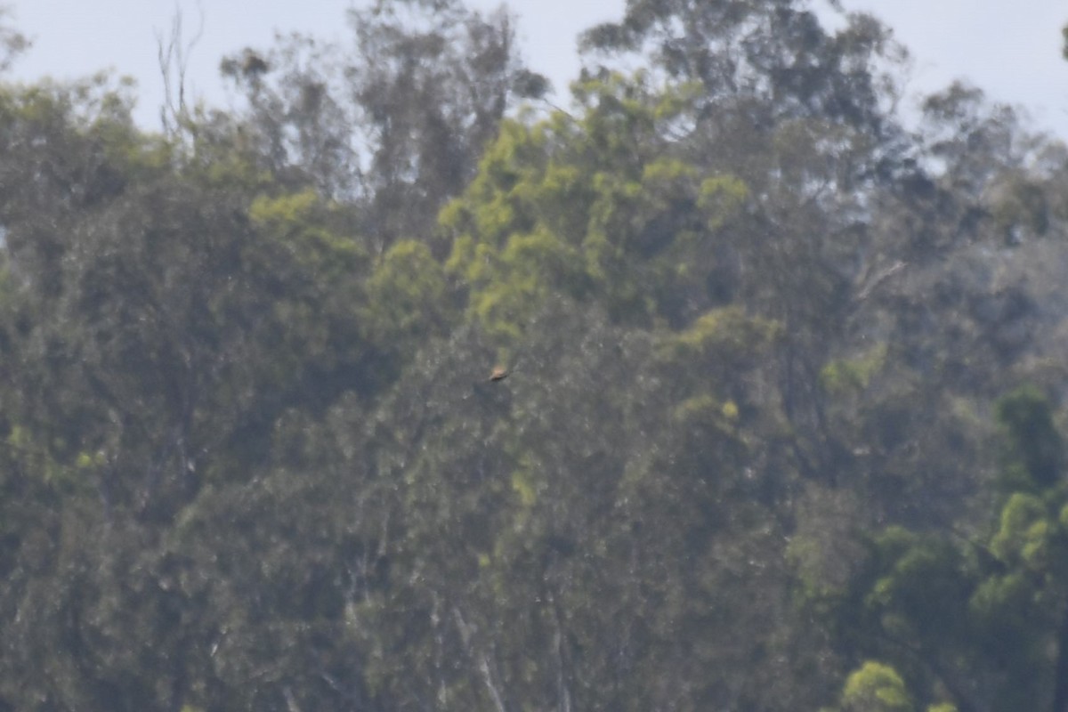 Brown Songlark - ML646335692