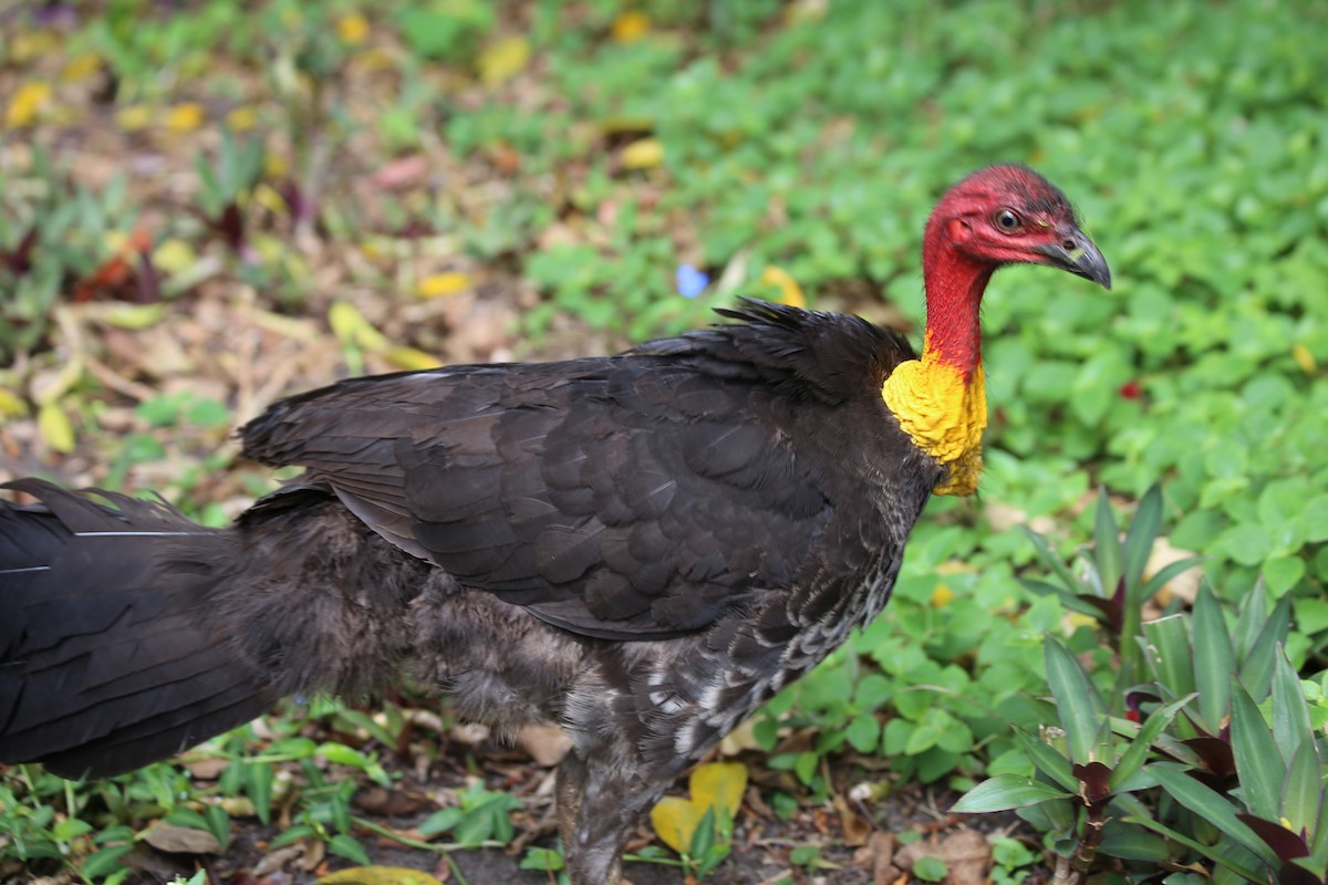 Australian Brushturkey - ML646335693