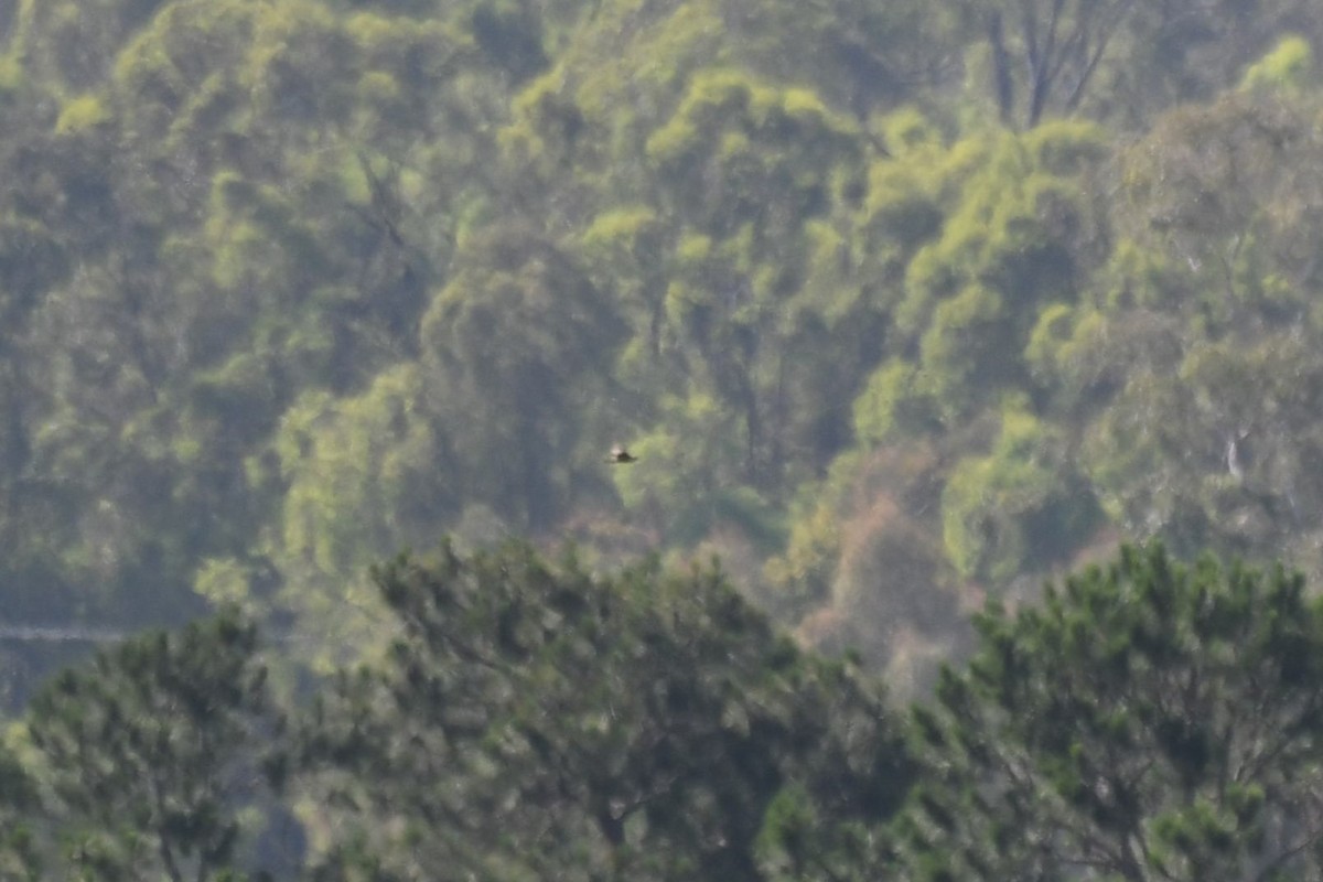 Brown Songlark - ML646335695